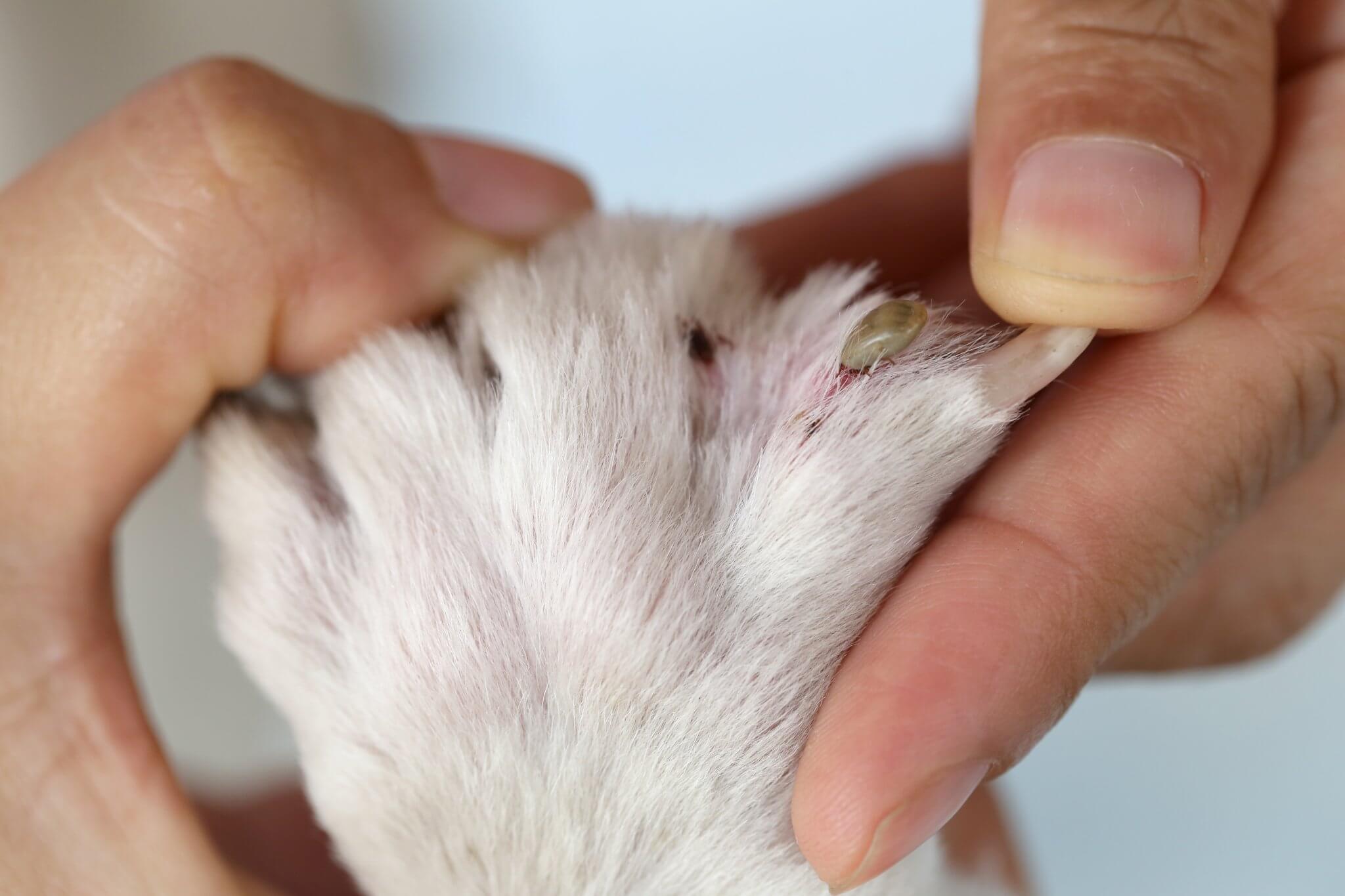 Wie wird man Flöhe beim Hund ein für alle Mal los? EFBSEEB FamilienMagazin